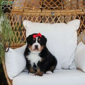 Princess Star, Bernese Mountain Dog Puppy
